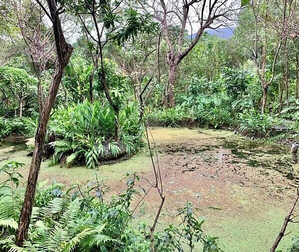 外雙溪公園內設有生態池。圖／攝自周希雯
