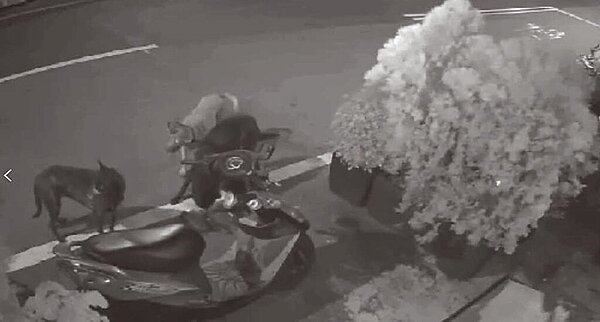 新北市板橋區懷德街有飼主放任3犬在街上遊蕩，追趕機車，甚至咬死流浪貓。（新北市動保處提供／蔡雯如新北傳真）