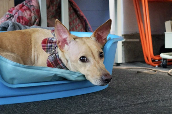 示意圖,非當事犬隻。圖/聯合報系資料照