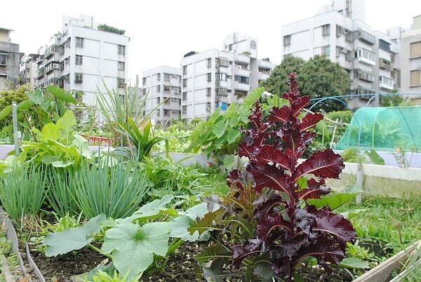 復建里幸福農場佔地約五百坪。圖／取自「松山樂生活 X 有你有我」臉書