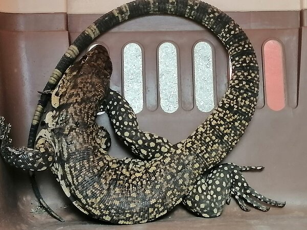 金南美蜥蜴體長大約60公分。圖/動保處提供