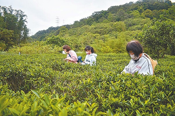 三峽「小暗坑火金姑茶」受疫情重創，去年茶價不如預期，從一斤150元跌至70元，不少農友經濟受創，今年選擇減少耕作，降低成本。（李秋維提供／蔡雯如新北傳真）