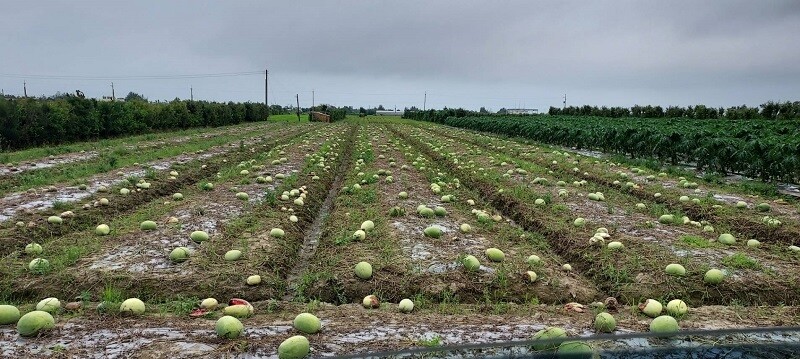 5月下旬豪雨，造成苗栗縣農損2200多萬元，其中，西瓜水傷，又曬太陽爆裂，災害率達到30%。圖／苗栗縣政府提供