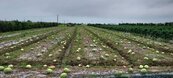 5月下旬豪雨災害　苗栗農損2200多萬元