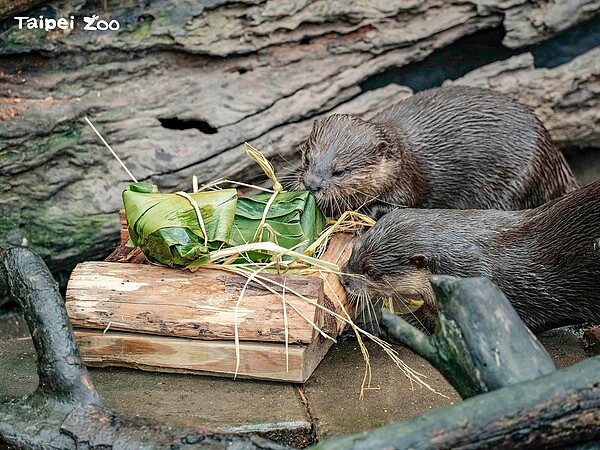 台北動物園自6月20日至6月30日將進行園內修繕以及員工訓練。圖／取自《Taipei Zoo 臺北市立動物園》臉書專頁