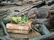 不要撲空了！台北動物園6／20起休館11天　修繕內容有這些