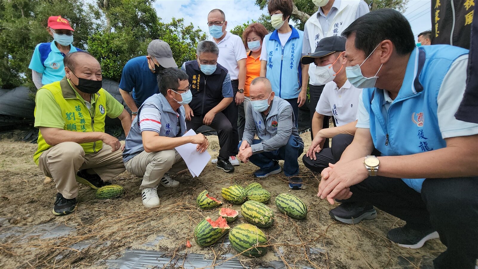 苗栗縣後龍鎮西瓜因5月下旬的豪大雨受災嚴重,縣長徐耀昌(中)今天「出關」後首站趕往關切。記者胡蓬生/攝影