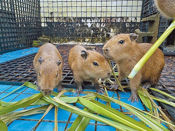 新竹昆蟲館的水豚寶寶預計8月中斷奶，8月底亮相。圖／新竹市政府提供