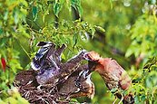 台東黑冠麻鷺打劫爸媽　鳥友看呆