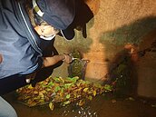 觀音廢水汙染農田　桃園環保局抓獲禍首重罰