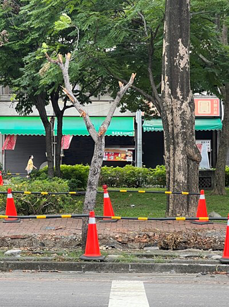 水公司廠商違規修剪行道樹影響生長,中市府將開罰求償。圖/台中市建設局提供