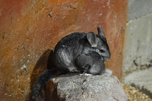 新竹市立動物園雙喜臨門,絨鼠家族添新成員,超萌水豚寶寶也誕生。圖/新竹市立動物園提供