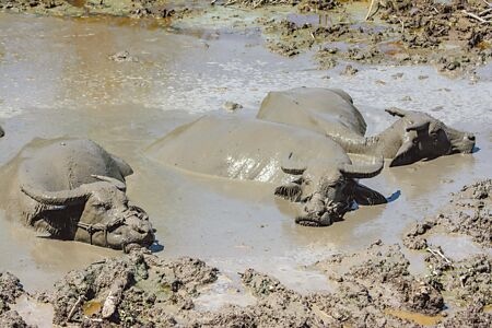 台東地區6日氣溫飆高，池上鄉的水牛泡在泥灘裡消暑。（莊哲權攝）