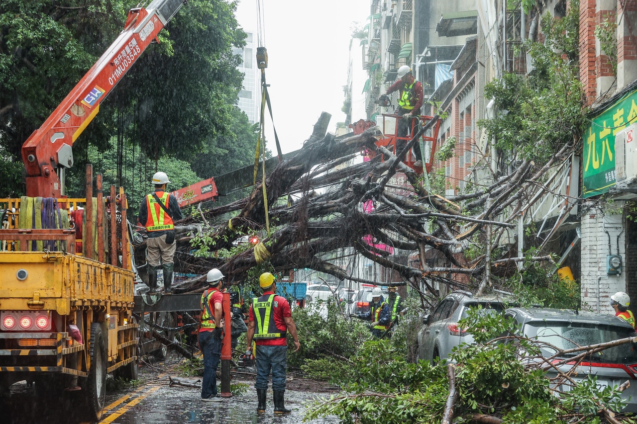 台北市永樂國小附近行道樹昨天上午10點突然倒塌，壓毀週邊車輛及民宅。記者曾原信／攝影 