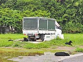 閃躲暴衝流浪狗　7旬婦自摔亡