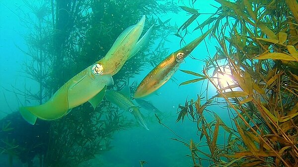 軟絲到竹叢礁聚集、交配、產卵。圖/新北市府提供