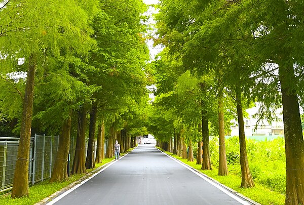 大溪落羽松公園沿線1公里廣植約300棵落羽松。圖/桃園市政府提供