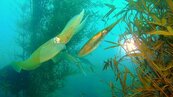響應世界海洋日　野柳保育區軟絲復育打造豐富生態環境