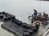 多縣市大雨農損　彰化文蛤死9成