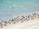 澎湖無人島干擾少　過境燕鷗數量倍增