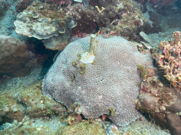 豆腐岬的珊瑚遭釘入營釘，引起各界譁然，後續了解是海洋保育署委託屏東海生館的珊瑚監測調查計畫。圖／讀者提供