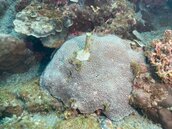 南方澳豆腐岬珊瑚遭釘營釘　海保署還原始末