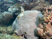 宜蘭豆腐岬珊瑚礁遭插營釘　凶手竟是海保署