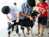 中市新社區發現死亡鼬獾　確診感染狂犬病