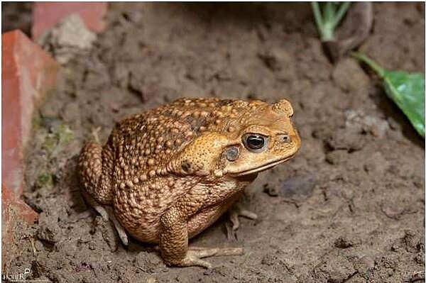 雲林縣農業處提醒飼養或持有海蟾蜍者,須在本月14日前向所在地縣市政府辦理登記,違者處1萬元至5萬元罰鍰。圖/雲林縣政府提供