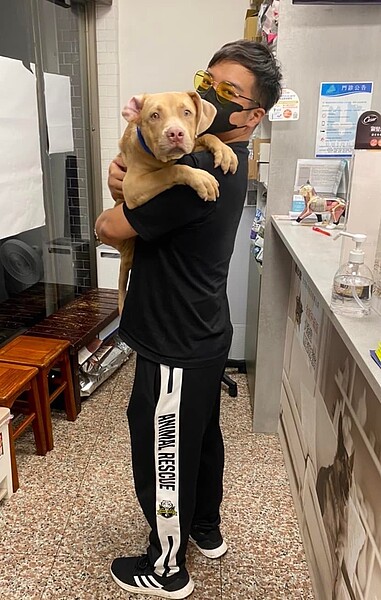 新竹市浪愛傳遞貓狗TNVR協會理事長邵柏森協助尋獲遊蕩比特犬,目前先安置在動物醫院。圖/邵柏森提供