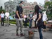 新北狂犬病防疫大作戰　建立24小時通報專線