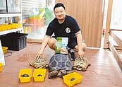 懶人寵物首選　陸龜飼養人數翻倍