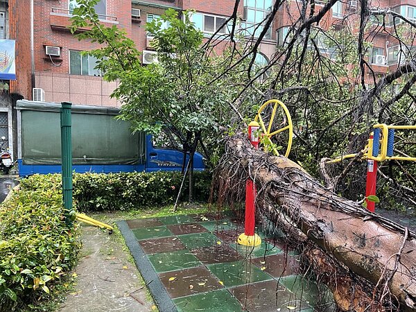 北市頻傳路樹倒塌事件,議員鍾佩玲要求市府加強巡邏、防治。圖/北市議員鍾佩玲提供