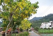 黃金雨搭稻浪　苗栗推鐵馬自由行