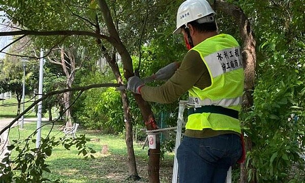 行道樹若不當修剪易導致樹木衰弱死亡，因此修剪作業人員都須經過受訓考取合格證。圖／桃園市政府養工處提供