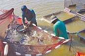 禁銷石斑魚　學者：大陸長期讓利　台灣被慣壞