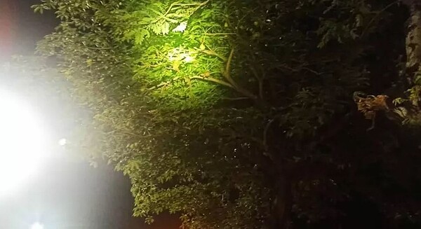 高雄市從昨天深夜起多區陸續傳出惡臭味,環保局派員到現場漏夜查察,並循著風向上風處巡查,臭味來源疑是行道樹掌葉蘋婆。圖/高雄市環保局提供