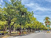 高雄街道飄惡臭　凶手竟是行道樹