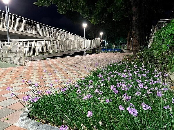 蘭興里里內公園一隅,晚上仍燈火通明,適合慢跑、散步。圖/取自士林區蘭興里交流中心臉書