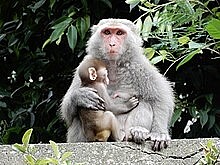 猴痘最早在獼猴身上發現因而得名,但主要在非洲囓齒類動物中傳播。圖/翻攝維基百科