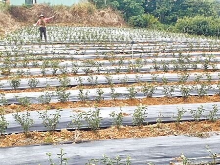 覆蓋茶園的塑膠布，沒有妥善處理就變成農業廢棄物。（廖志晃攝）