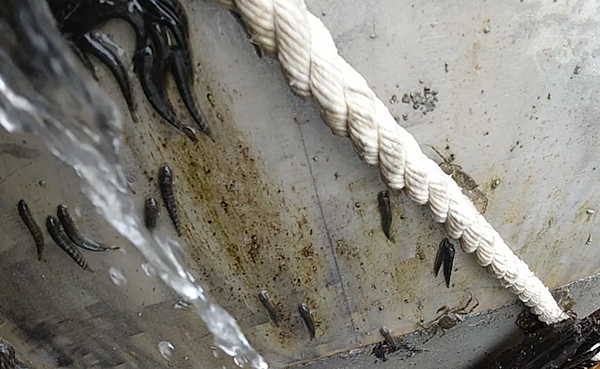 水利局與曾晴賢教授合作觀察到日本禿頭鯊。圖／新北市政府提供