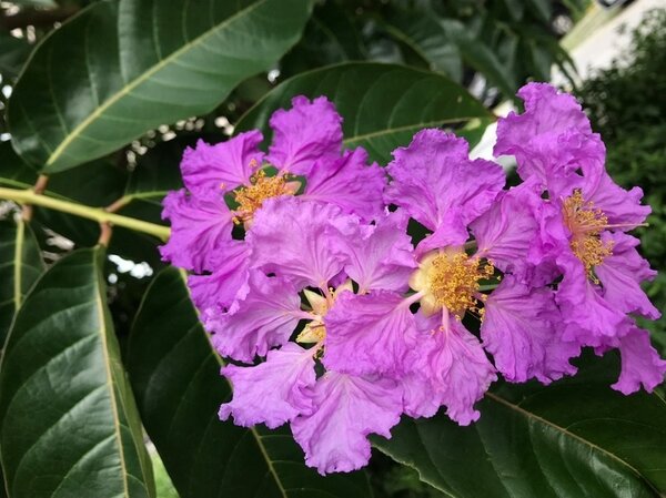大花紫薇的花朵碩大，呈現浪漫的紫色。圖／新北市政府提供