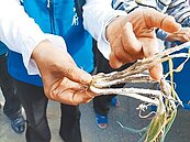 青蔥受損逾2成　雲縣府提報救助