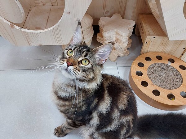 新北市政府動保處日前分別接獲三重區2起網路無照販售犬貓案件。圖/新北動保處提供