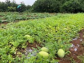 新北「3區」西瓜農損現金救助7／1前申請！條件、必備文件有這些