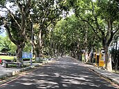 雲林古坑綠色隧道攤商6至8月免付租金　攤販：一條街兩樣情