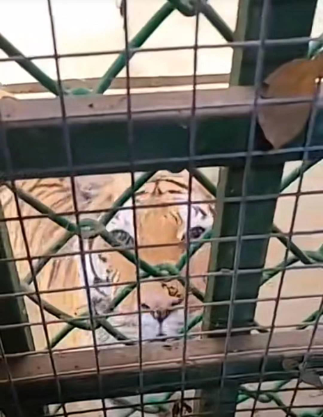 有遊客稱在河南欒川竹海野生動物園遇見了「虎景廁所」。拍攝的視頻顯示,有一頭老虎在廁所的鐵窗外徘徊,還時不時盯著正欲上廁所的遊客,遊客說:「怎麼拉啊?」(取材自九派新聞)