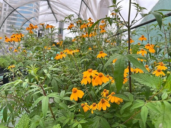 北市土壤改良劑7/11開放申請。圖/北市府提供