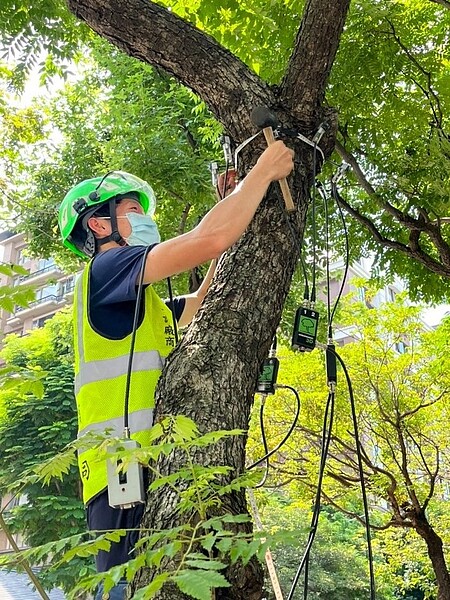 北市啟動樹木普查暨安全健檢。圖/北市府提供